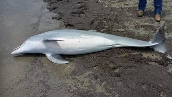 Dolphin found shot to death on beach with bullets lodged in its brain, spinal cord and heart