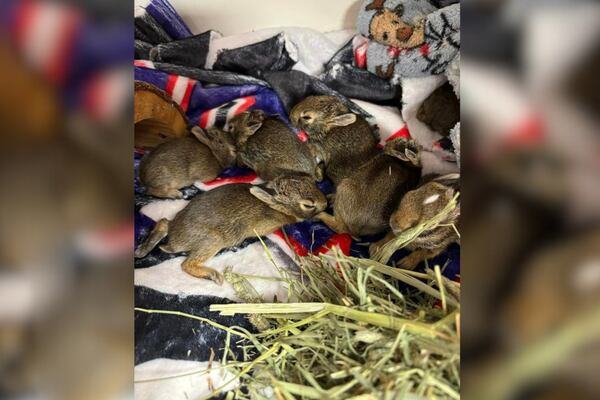 Deputies rescue baby rabbits in bag, thrown from vehicle