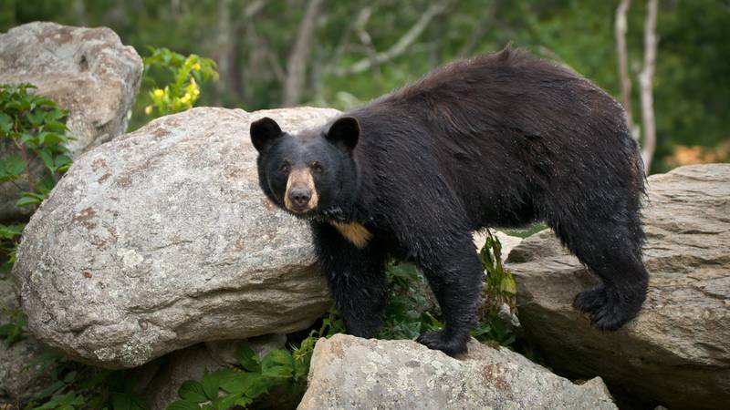 Black Bear Animal Wildlife in Western North Carolina Mountains