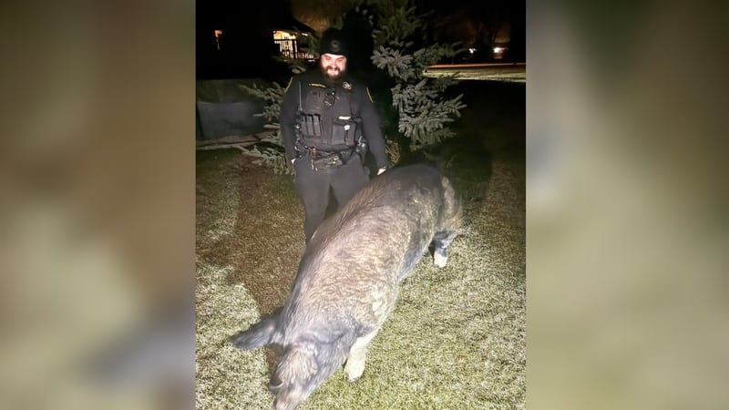 A very large pig named after a celebrity from ‘Footloose’  escaped his barn over the weekend in Brighton, Wisconsin, and went on an adventure.