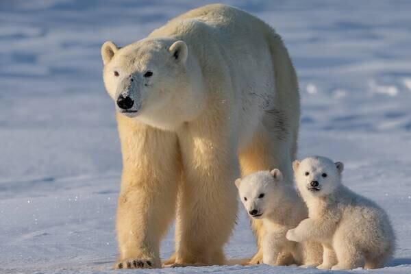 Ohio zoo welcomes twin polar bear cubs