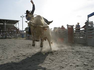 Runaway bull injures 6 at Northern California rodeo