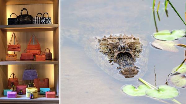 Luxury handbag designer sentenced for smuggling, making purses out of protected wildlife