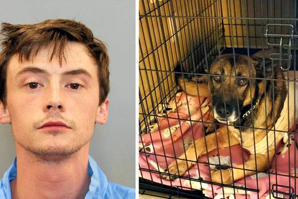 Houston robbery suspect who stabbed K-9 during arrest now under investigation in dad’s death