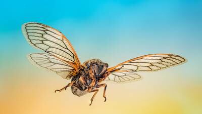 Cicadas have emerged in South Carolina — and they're so loud some people are calling 911. Here's what to know about this year's emergence.