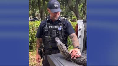 ‘You’ve gotta leave those grandmas alone’: Alligator caught at 104-year-old’s home
