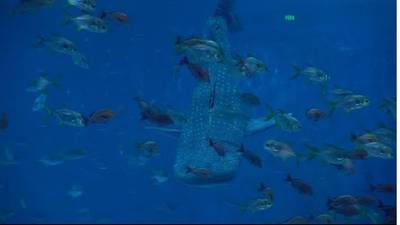 WATCH: China Aquarium’s Whale Shark Turns Out To Be A Robot