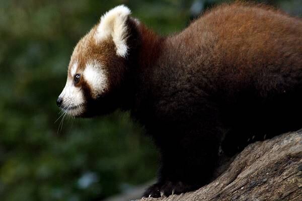 Endangered baby red panda born at Nebraska zoo