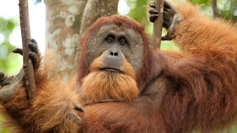 For the first time, an orangutan was seen healing itself with a medicinal plant, scientists say.