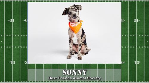 Puppy Bowl starting line up