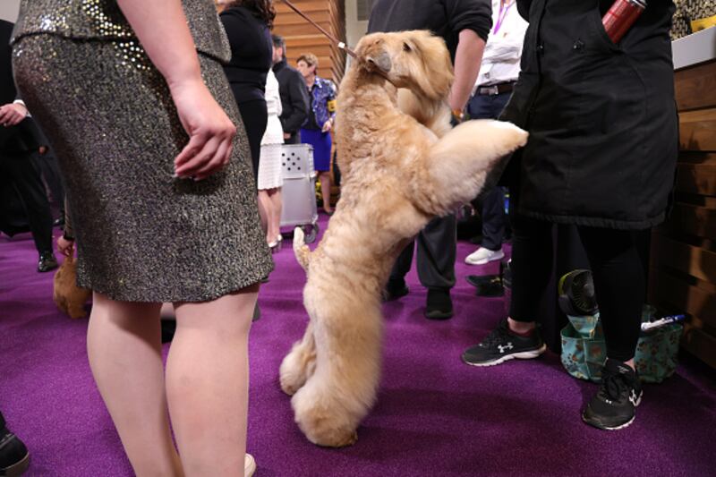 Westminster Kennel Club