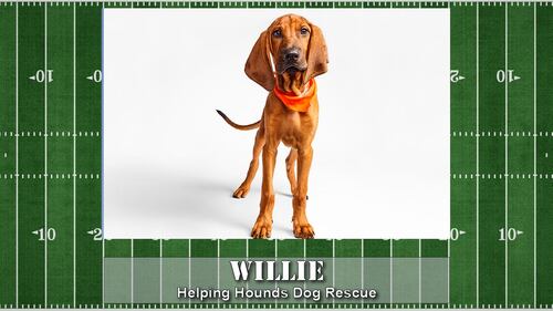 Puppy Bowl starting line up