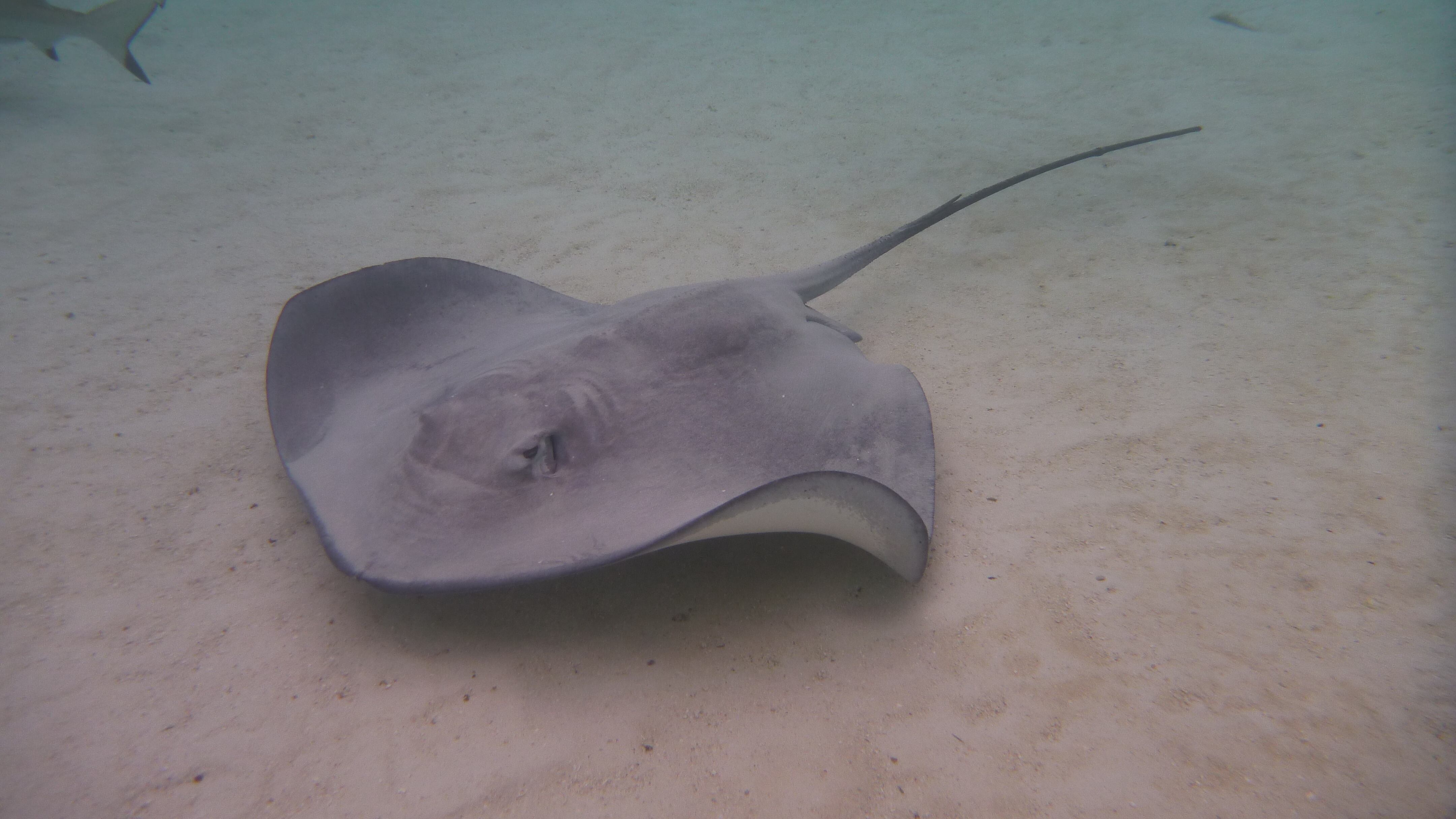Stingray