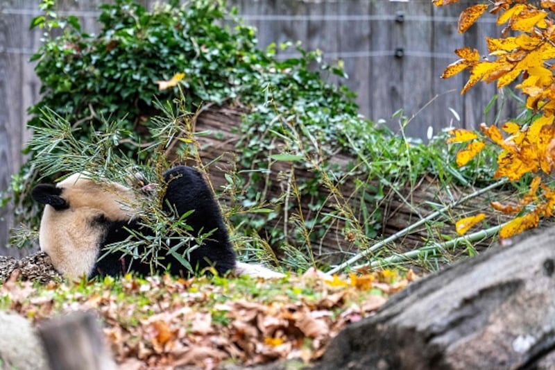 Giant Pandas