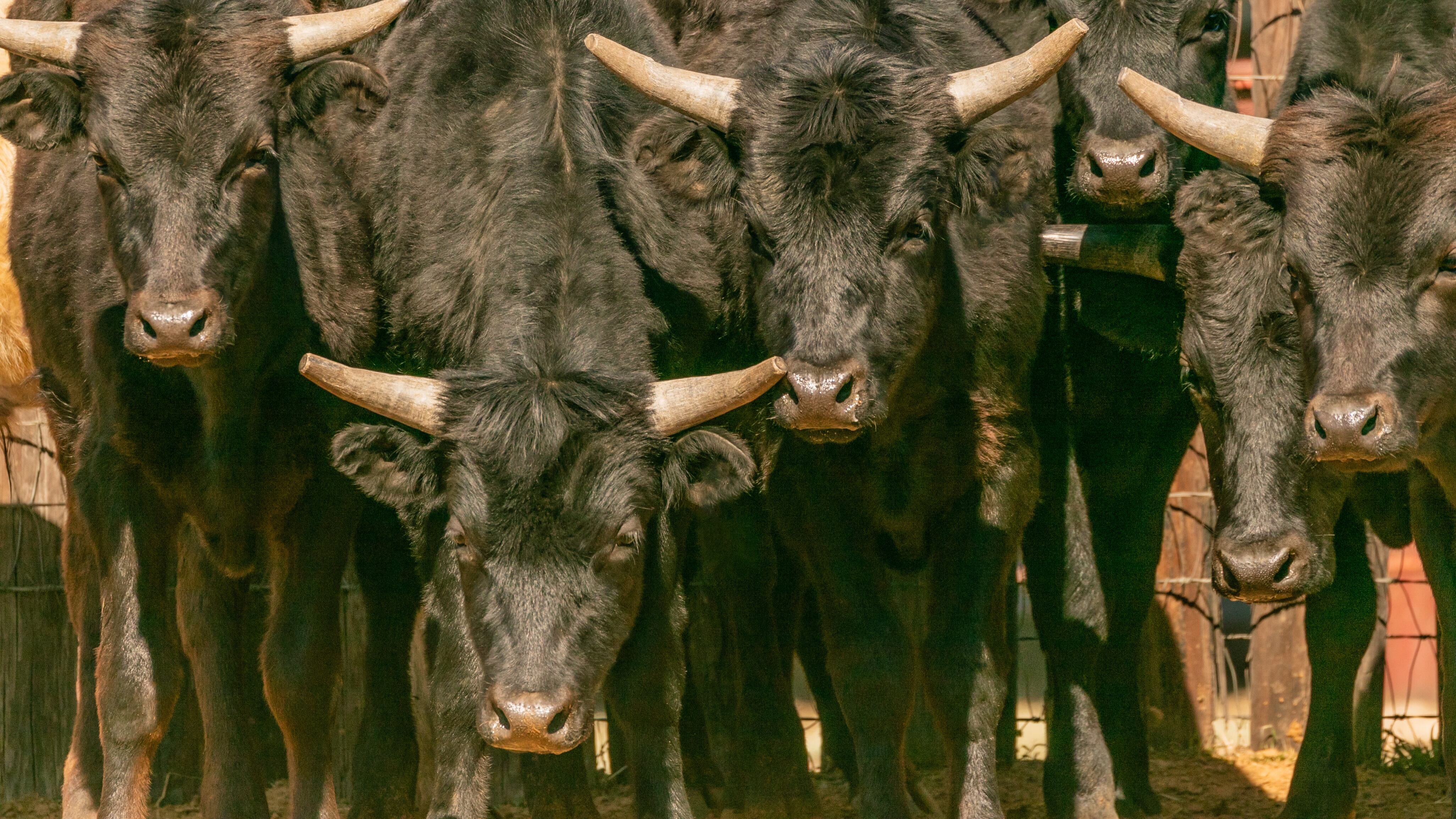 Cattle
