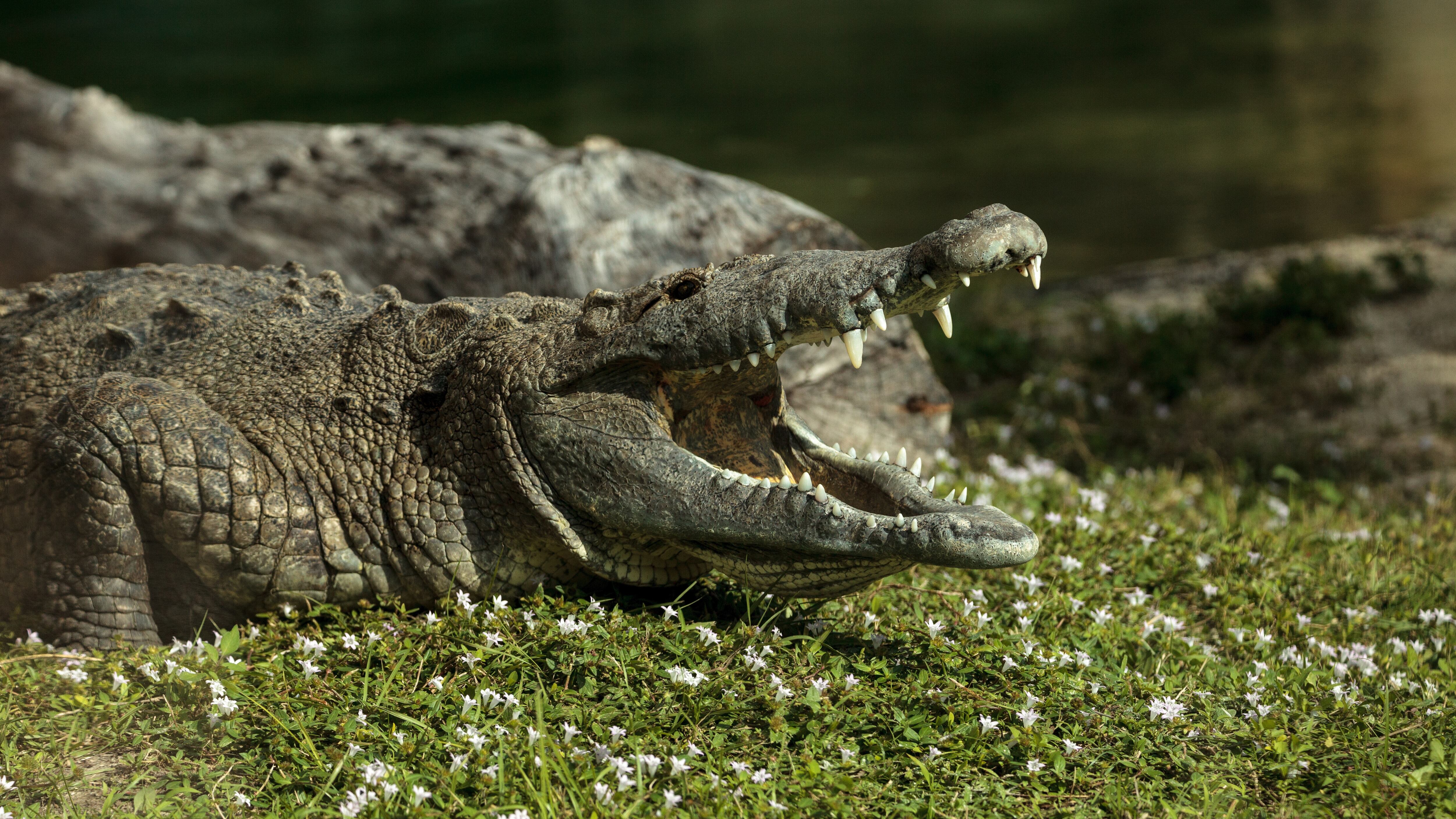 American crocodile Crocodylus acutus suns itself with its large teeth visible on the side of a pond in Southern Florida.