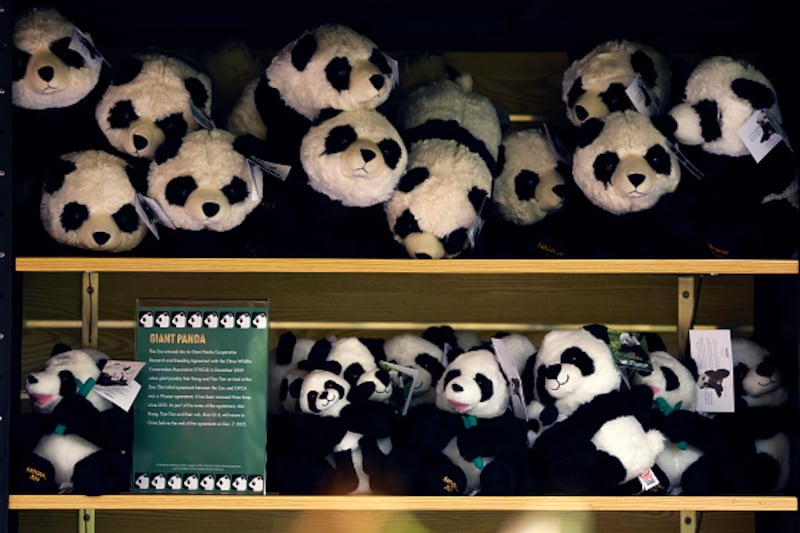 Giant Pandas