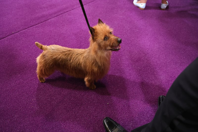 Westminster Kennel Club