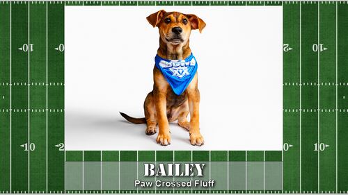 Puppy Bowl starting line up