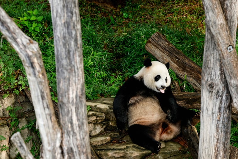 Giant Pandas